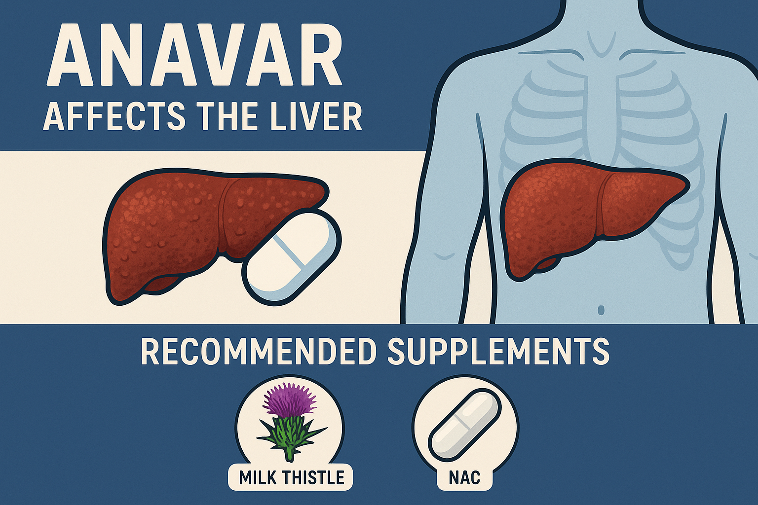 Anavar Cycle Guide: Safe Dosage & Best Results 2025 4 Diagram showing how Anavar affects the liver with highlights on oxidative stress and enzyme elevation, alongside recommended liver support supplements such as milk thistle and N-acetyl cysteine (NAC) to help protect liver health.